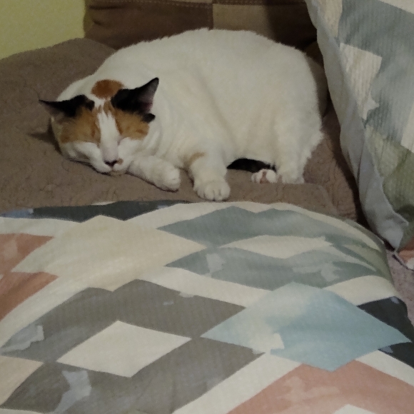 Meet your Posher, Darlene - Picture 3 of 16